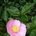 Camellia sasanqua 'Kanjiro' fleur